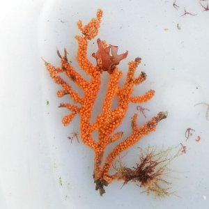 画像: 《近海産海洋生物》フトトゲヤギ…ハンドコート採取