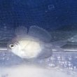画像4: 《近海産海水魚》クラゲウオ幼魚（S）…ハンドコート採取