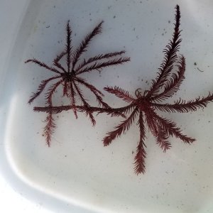 画像: 《近海産海洋生物》シモフリウミシダ(１匹)…ハンドコート採取