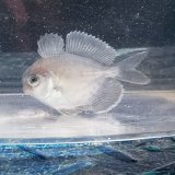 画像: 《近海産海水魚》クラゲウオ幼魚（S）…ハンドコート採取