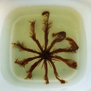 画像: 《近海産海洋生物》オオウミシダ（ブラウン系）…ハンドコート採取