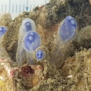 画像: 《近海産海洋生物》ヘンゲボヤの1種(群体)…ハンドコート採取