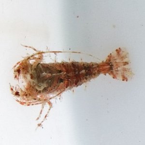 画像: 《近海産甲殻類》【珍】エビの仲間（1匹）…ハンドコート採取（未同定）