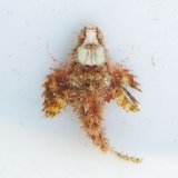 画像: 《近海産海水魚》ヤセオコゼ（画像の個体です）…ハンドコート採取