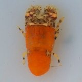 画像: 《近海産甲殻類》キタンヒメセミエビ(画像の個体です)…ハンドコート採取