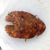 画像: 《近海産甲殻類》ゾウリエビ(SSサイズ)…ハンドコート採取