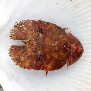 画像: 《近海産甲殻類》ゾウリエビ(SSサイズ)…ハンドコート採取