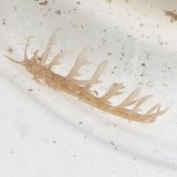 画像: 《近海産甲殻類》ムロトミノウミウシ…当店ハンドコート採取