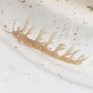 画像: 《近海産甲殻類》ムロトミノウミウシ…当店ハンドコート採取