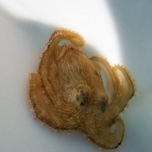 画像: 《近海産甲殻類》☆★【珍入荷】★☆メジロダコ(Sサイズ)歩足短…近海ハンドコート採取