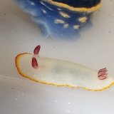 画像: 《近海産海水魚》シラヒメウミウシ（1匹）…当店ハンドコート採取