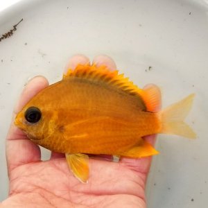 画像: 《近海産海水魚》コガネスズメダイ…ハンドコート採取