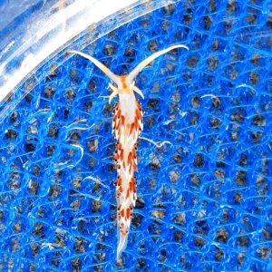画像: 《近海産甲殻類》【珍】☆★☆ヒブサミノウミウシ☆★☆…当店ハンドコート採取