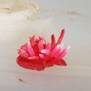 画像: 《近海産甲殻類》【珍】☆★☆【人気種】ヒロウミウシ☆★☆…当店ハンドコート採取