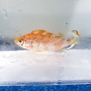 画像: 《近海産海水魚》メバル幼魚（1匹）…ハンドコート採取