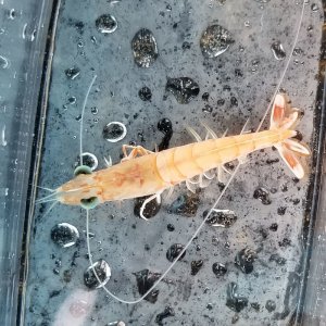 画像: 《近海産甲殻類》【珍】エビの仲間（1匹）…ハンドコート採取（未同定）