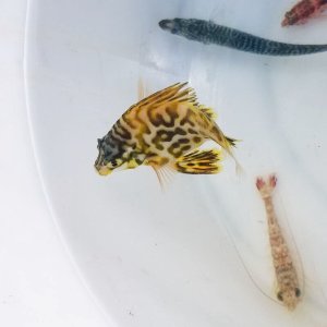 画像: 《近海産海水魚》ツボダイ幼魚（珍サイズ）８…ハンドコート採取