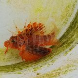 画像: 《近海産海水魚》セトミノカサゴ（近海産）…ハンドコート採取
