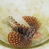 画像: 《近海産海水魚》キリンミノカサゴ(Lサイズ)…当店ハンドコート採取
