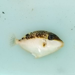 画像: 《近海産海水魚》メガネハギ幼魚…近海ハンドコート採取