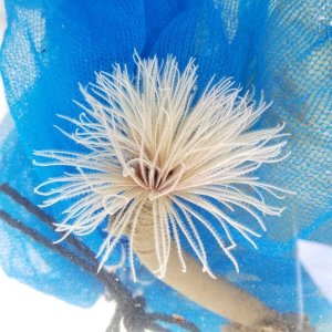 画像: 《近海産海洋生物》ケヤリムシ（1本）…当店ハンドコート採取