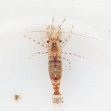 画像: 《近海産甲殻類》エビの仲間（1匹）…ハンドコート採取（未同定）