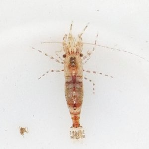 画像: 《近海産甲殻類》エビの仲間（1匹）…ハンドコート採取（未同定）