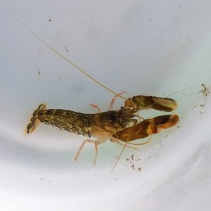 画像: 《近海産甲殻類》テッポウエビ（1匹）…ハンドコート採取（未同定）
