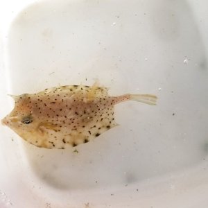 画像: 《近海産海水魚》ウミスズメ(SMサイズ)‥近海ハンドコート採取