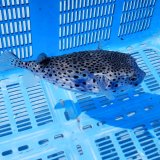 画像: 《近海産海水魚》☆★☆イシガキフグのカラーバリエーション（珍色）…ハンドコート採取