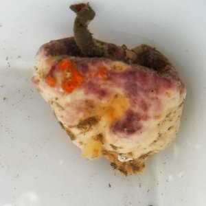 画像: 《近海産海洋生物》カイメンの仲間（ケヤリムシ着生）…ハンドコート採取