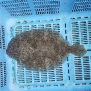 画像: 《近海産海水魚》ガンゾウビラメ…ハンドコート採取