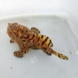 画像: 《近海産海水魚》カエルアンコウ（虎柄）・・ハンドコ ート採取