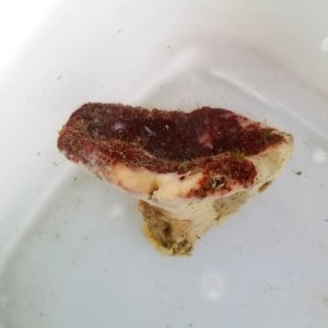 画像: 《近海産海洋生物》カイメンの仲間…ハンドコート採取