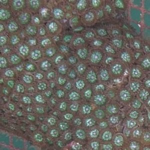画像: 《近海産海洋生物》【今月のおススメ】マメスナギンチャク（Lサイズ）…当店ハンドコート採取