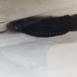 画像1: 《近海産深海魚》ワニトカゲギス目の1種…冷凍商品
