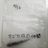 画像: ｃｓ《深海産海水魚》カゴカマスの仲間‥近海採取