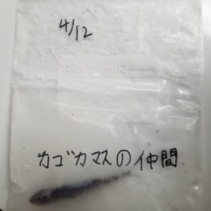 画像: ｃｓ《深海産海水魚》カゴカマスの仲間‥近海採取