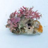 画像: 《近海産海洋生物》サンゴモドキ（画像の個体です）…ハンドコート採取