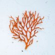 画像1: 《近海産海洋生物》イソバナモドキ