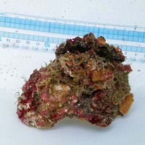 画像: 《近海産海洋生物》LWL（カイメン、石灰藻活着）…ハンドコート採取