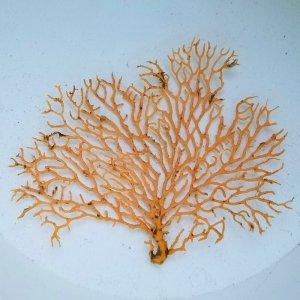 画像: 《近海産海洋生物》ヤギの仲間　一点物