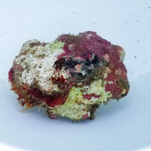 画像: 《近海産海洋生物》LWL（石灰藻活着）…ハンドコート採取