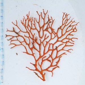 画像: 《近海産海洋生物》　イソバナモドキ一点物