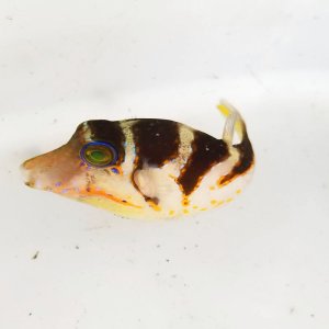 画像: 《近海産海水魚》ハナキンチャクフグ 幼魚‥ハンドコート採取