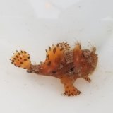 画像: 《近海産海水魚》カエルアンコウ（Sサイズ）・・ハンドコ ート採取