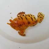 画像: 《近海産海水魚》カエルアンコウ・・ハンドコ ート採取
