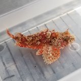 画像: 《近海産海水魚》コクチフサカサゴ（フリー個体）・・ハンドコート採取