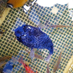 画像: 《近海産海水魚》【激レア色】☆★☆ネズミフグのカラーバリエーション【青化個体】…ハンドコート採取