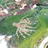 画像: 《近海産海水魚》ミノカサゴ(Sサイズ)…ハンドコート採取